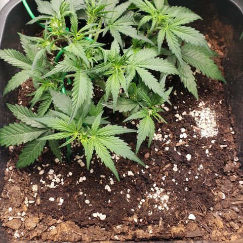 Blueberry Auto 🫐 growlog timeline photo