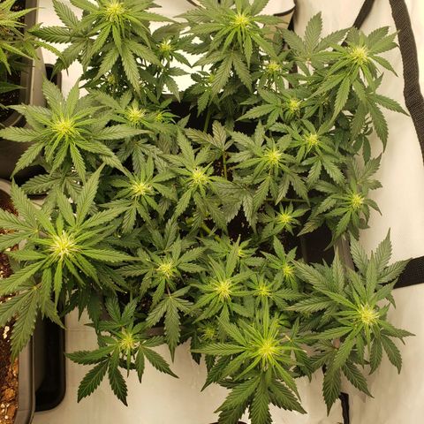 Powerplant #1 growlog timeline photo