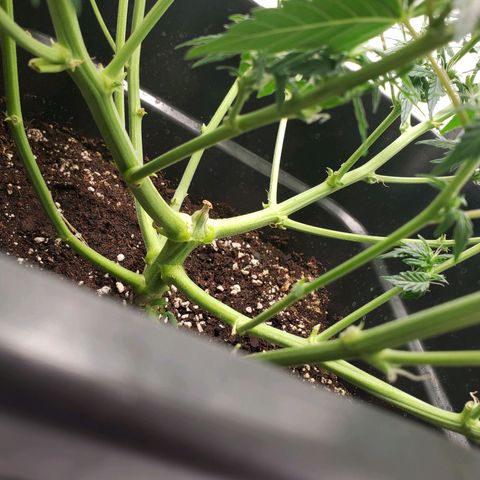 Powerplant #1 growlog timeline photo