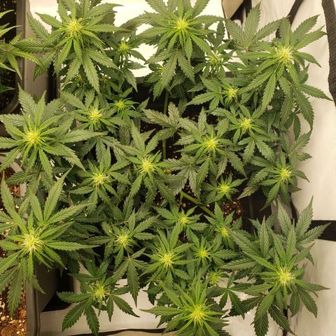 Powerplant #1 growlog timeline photo