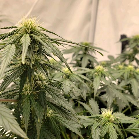 Powerplant #1 growlog timeline photo
