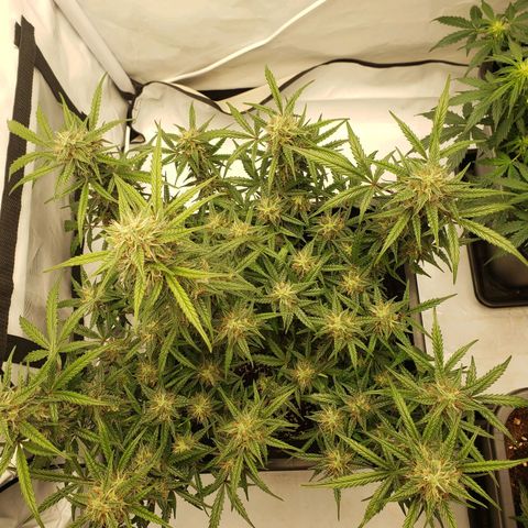 Tropical Zmoothie Seedstockers growlog timeline photo