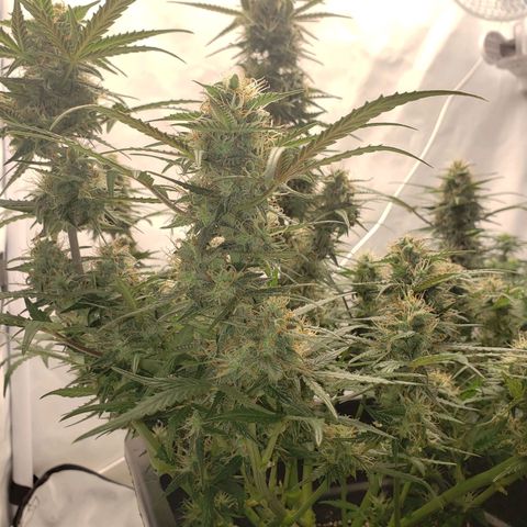 Tropical Zmoothie Seedstockers growlog timeline photo