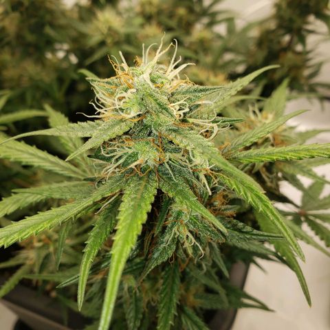 Tropical Zmoothie Seedstockers growlog timeline photo