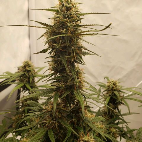 Tropical Zmoothie Seedstockers growlog timeline photo