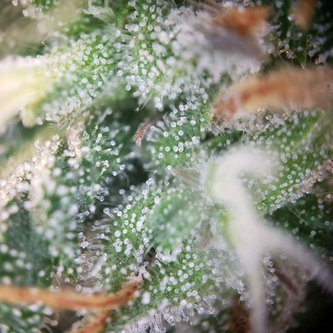Tropical Zmoothie Seedstockers growlog timeline photo