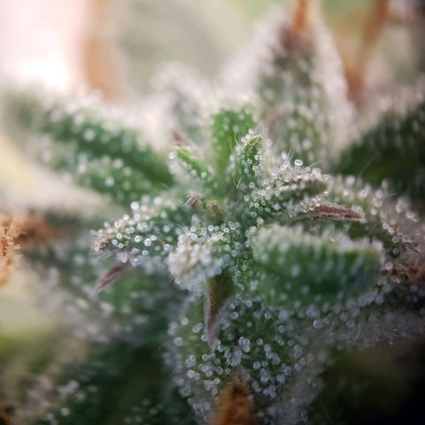 Tropical Zmoothie Seedstockers growlog timeline photo