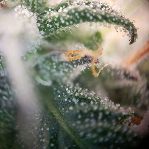Tropical Zmoothie Seedstockers growlog timeline photo