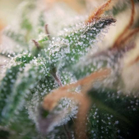 Tropical Zmoothie Seedstockers growlog timeline photo