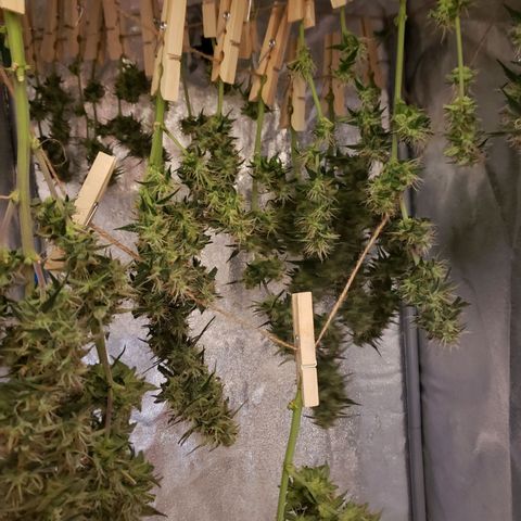 Tropical Zmoothie Seedstockers growlog timeline photo