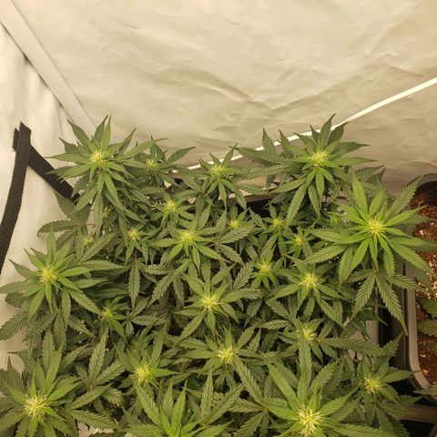 Powerplant #1 growlog timeline photo