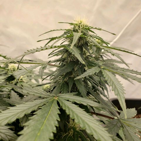 Powerplant #1 growlog timeline photo