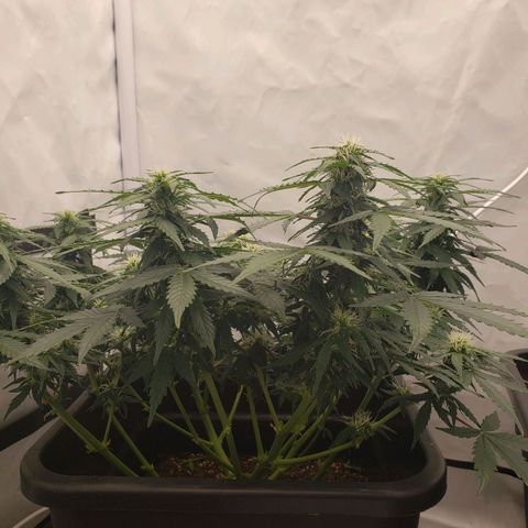 Powerplant #1 growlog timeline photo