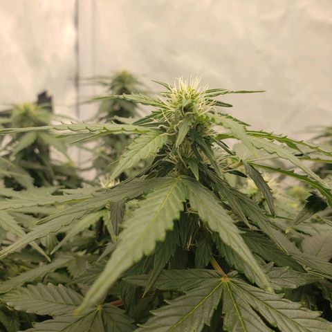 Powerplant #1 growlog timeline photo
