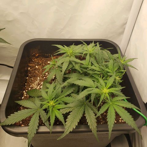 Blueberry Auto 🫐 growlog timeline photo