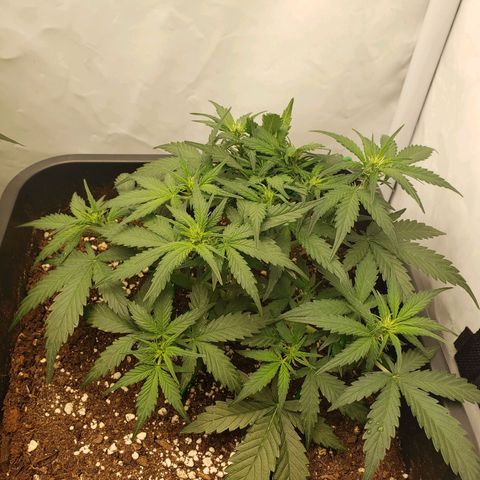 Blueberry Auto 🫐 growlog timeline photo