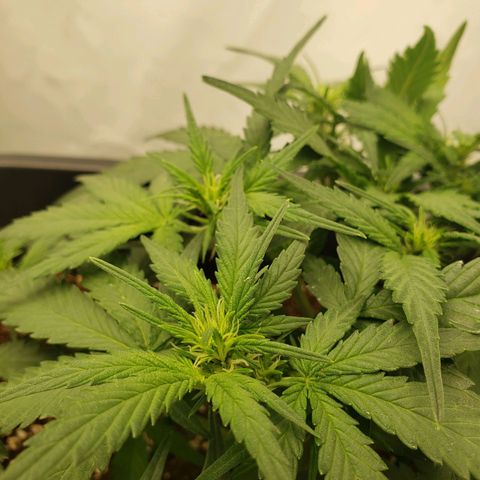 Blueberry Auto 🫐 growlog timeline photo