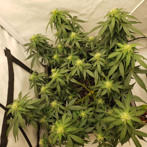 Powerplant #1 growlog timeline photo