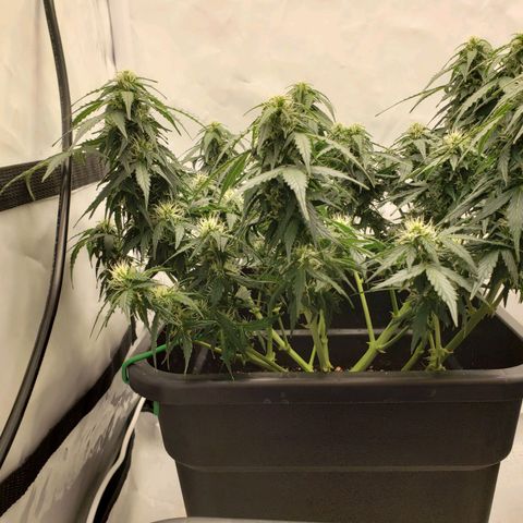 Powerplant #1 growlog timeline photo
