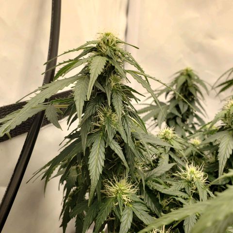Powerplant #1 growlog timeline photo
