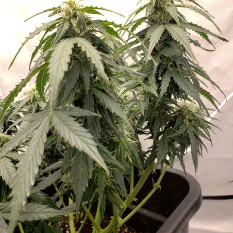 Powerplant #1 growlog timeline photo