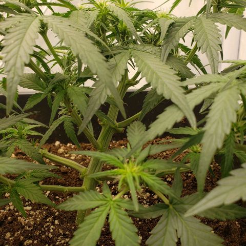 Blueberry Auto 🫐 growlog timeline photo
