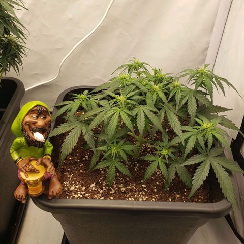 Blueberry Auto 🫐 growlog timeline photo