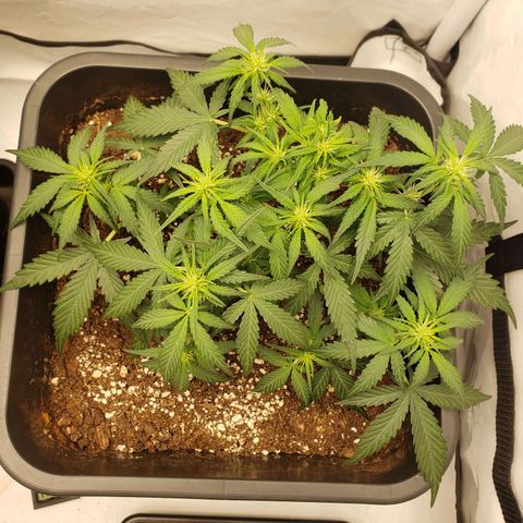 Blueberry Auto 🫐 growlog timeline photo