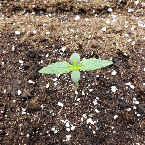 Wedding Cake Auto growlog timeline photo