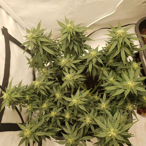 Powerplant #1 growlog timeline photo