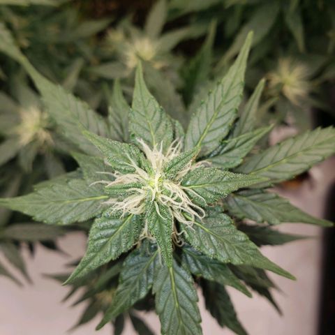 Powerplant #1 growlog timeline photo