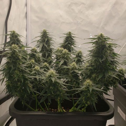 Powerplant #1 growlog timeline photo