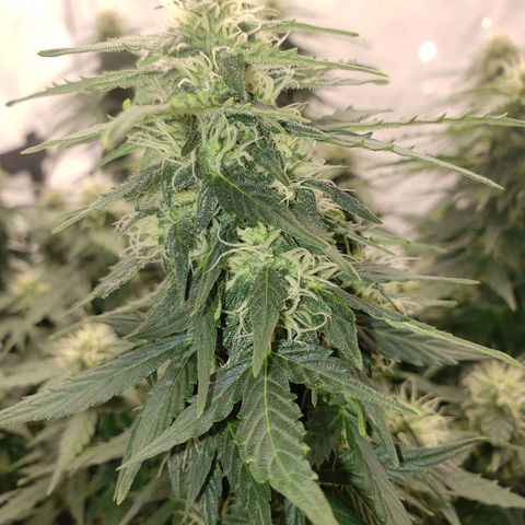 Powerplant #1 growlog timeline photo