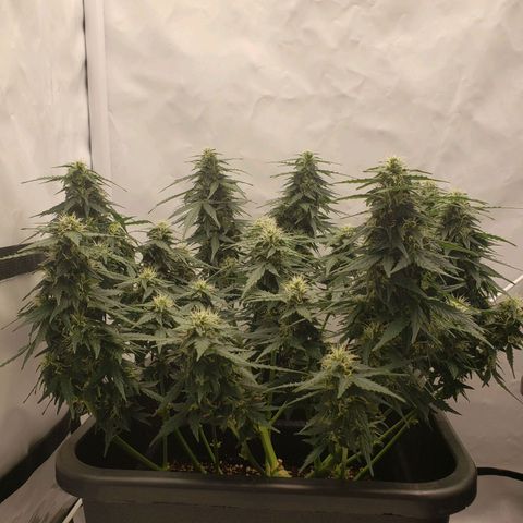 Powerplant #1 growlog timeline photo