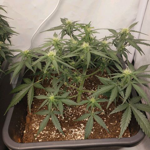 Blueberry Auto 🫐 growlog timeline photo
