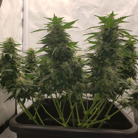 Powerplant #1 growlog timeline photo