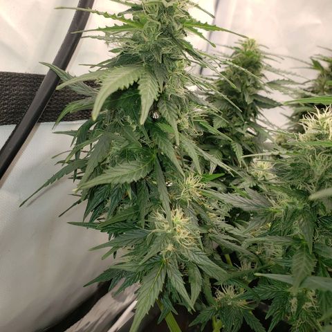 Powerplant #1 growlog timeline photo