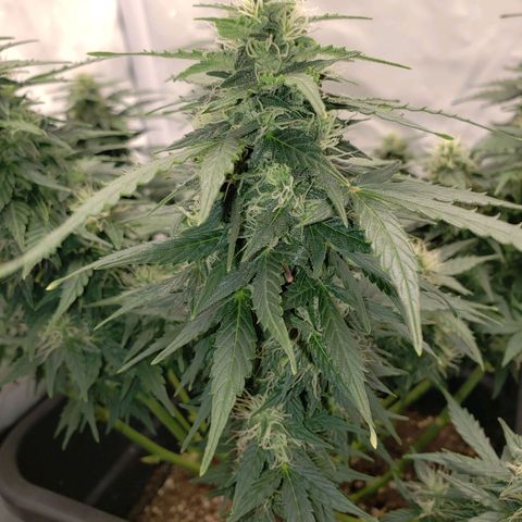 Powerplant #1 growlog timeline photo