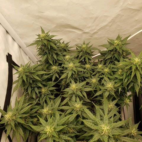 Powerplant #1 growlog timeline photo