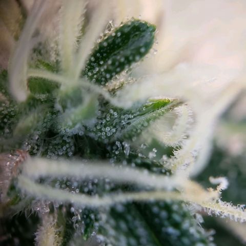 Powerplant #1 growlog timeline photo