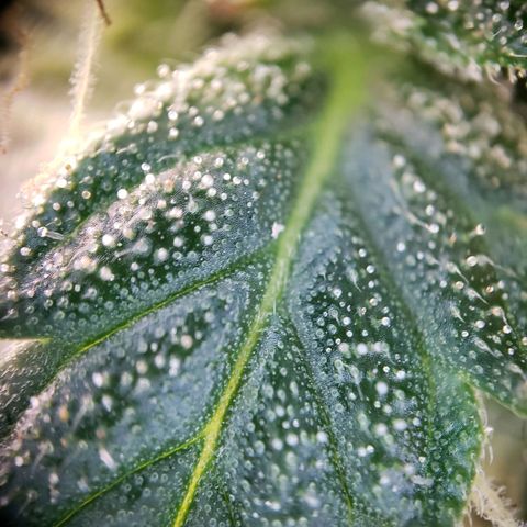 Powerplant #1 growlog timeline photo