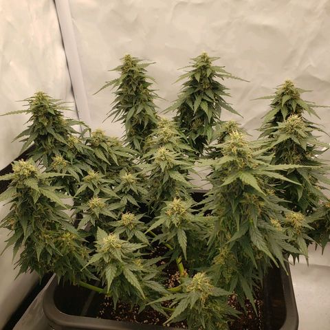 Powerplant #1 growlog timeline photo