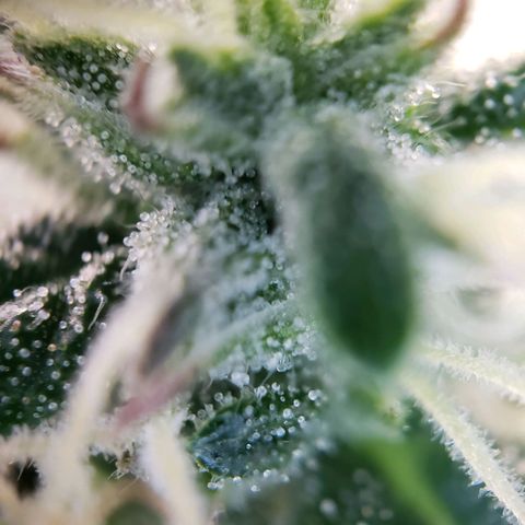 Powerplant #1 growlog timeline photo