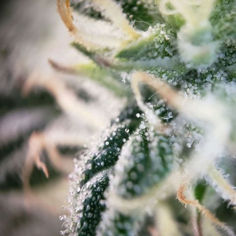 Powerplant #1 growlog timeline photo