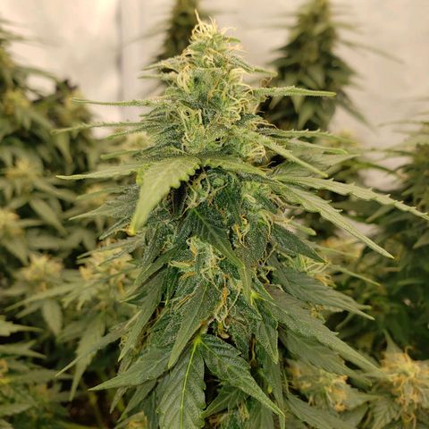 Powerplant #1 growlog timeline photo