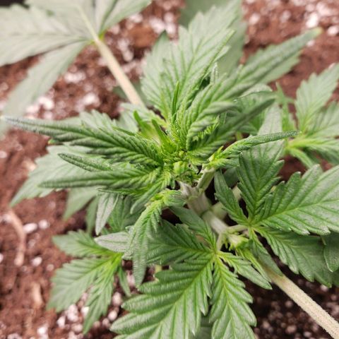 Wedding Cake Auto growlog timeline photo