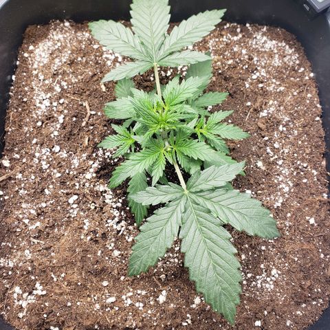 Wedding Cake Auto growlog timeline photo