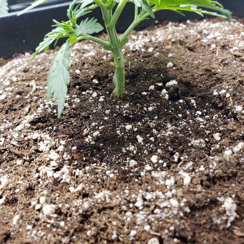 Wedding Cake Auto growlog timeline photo