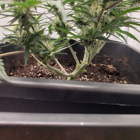 Blueberry Auto 🫐 growlog timeline photo