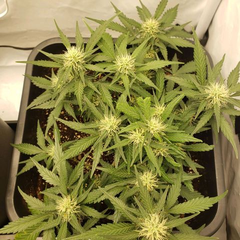 Blueberry Auto 🫐 growlog timeline photo